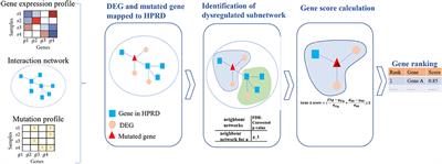 DriverSubNet: A Novel Algorithm for Identifying Cancer Driver Genes by Subnetwork Enrichment Analysis